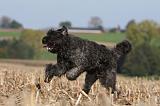 BOUVIER DES FLANDRES 246